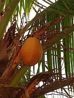 Cocos nucifera, Kokos, Faserpflanze
